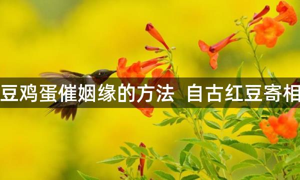 红豆鸡蛋催姻缘的方法 自古红豆寄相思