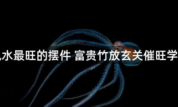 玄关風水最旺的摆件 富贵竹放玄关催旺学业运势