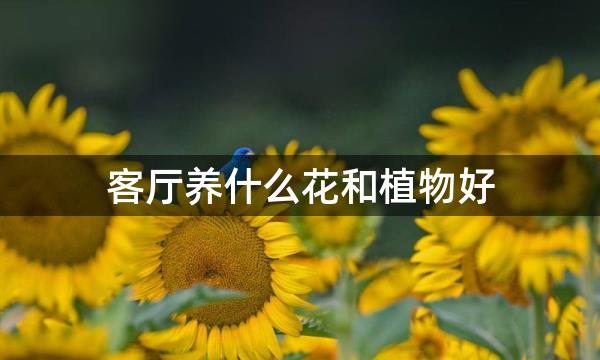 客厅养什么花和植物好