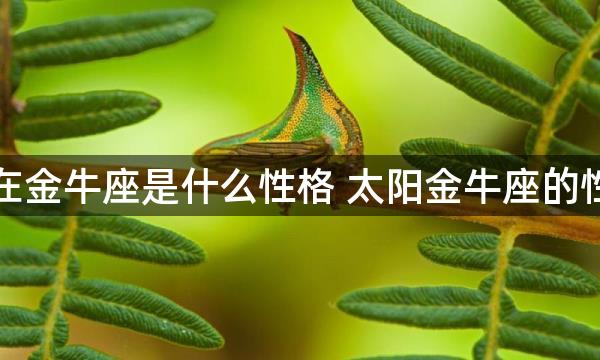 太阳落在金牛座是什么性格 太阳金牛座的性格特点