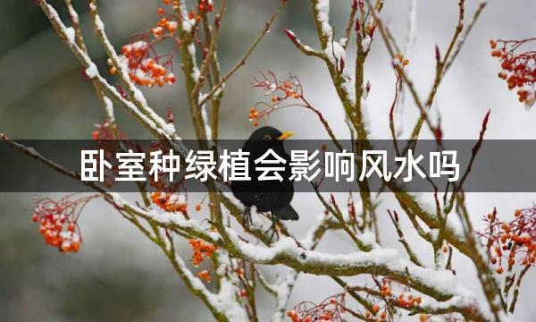 卧室种绿植会影响风水吗