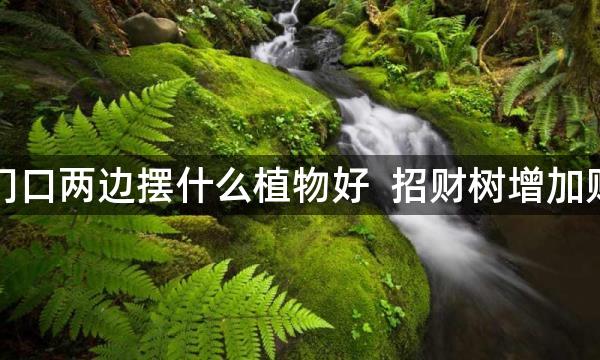 店门口两边摆什么植物好  招财树增加财富