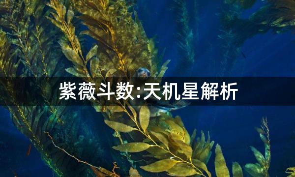 紫薇斗数:天机星解析