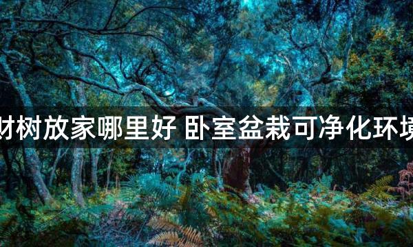 小盆发财树放家哪里好 卧室盆栽可净化环境赶霉运