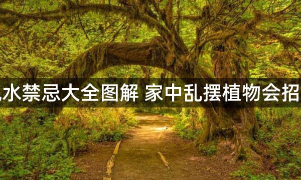 家庭風水禁忌大全图解 家中乱摆植物会招来煞气