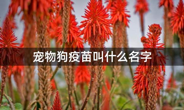 宠物狗疫苗叫什么名字