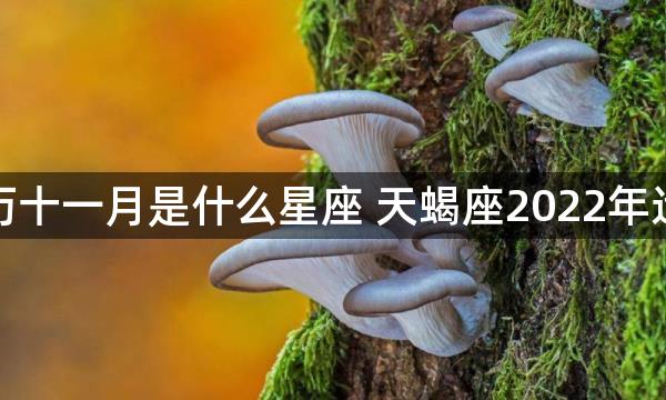 新历十一月是什么星座 天蝎座2022年运势