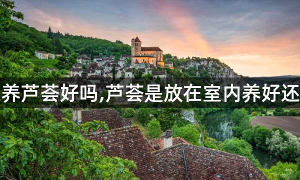 从风水上讲阳台上养芦荟好吗,芦荟是放在室内养好还是放阳台上养更好