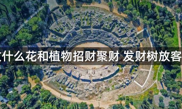 客厅适合放什么花和植物招财聚财 发财树放客厅大富大贵