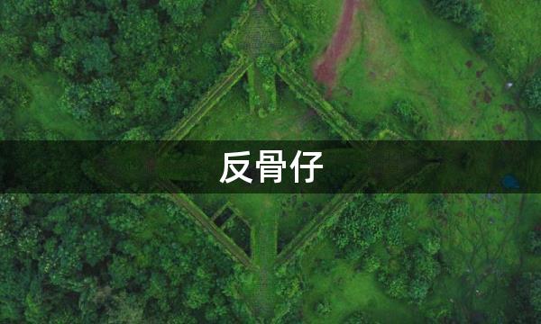 反骨仔,反骨是什么,脑后有反骨