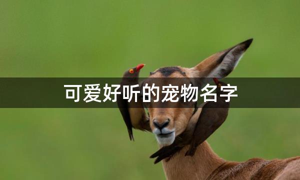 可爱好听的宠物名字