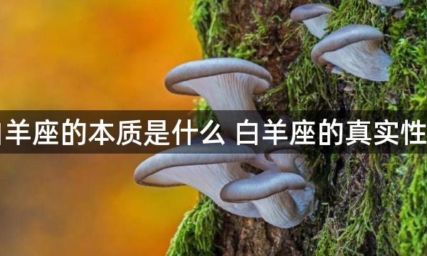 白羊座的本质是什么 白羊座的真实性格