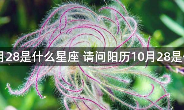 阳历10月28是什么星座 请问阳历10月28是什么星座