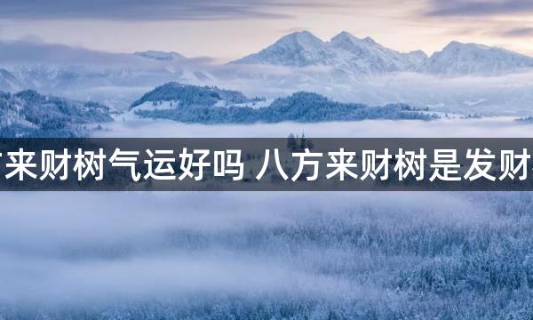 八方来财树气运好吗 八方来财树是发财树吗