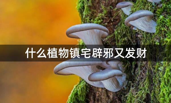 什么植物镇宅辟邪又发财