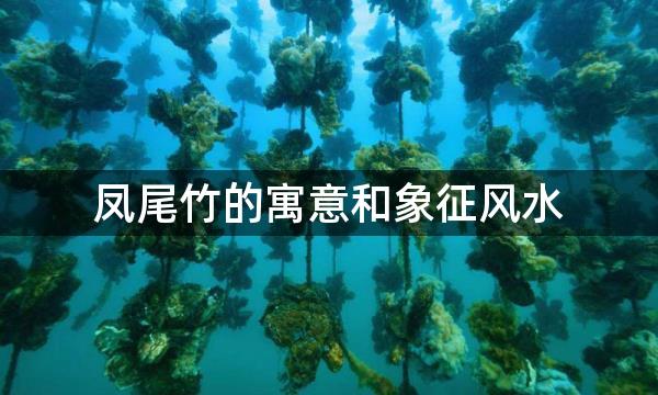 凤尾竹的寓意和象征风水