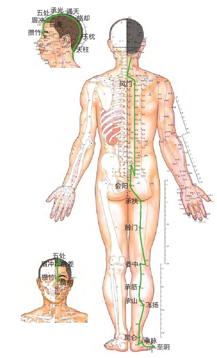足太阳膀胱经位置图