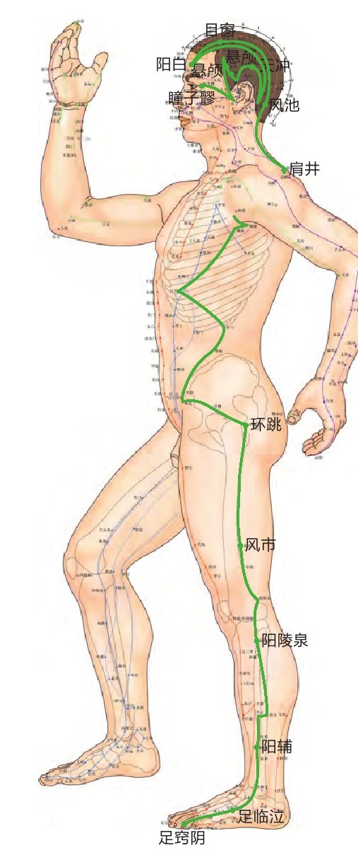 足少阳胆经位置图