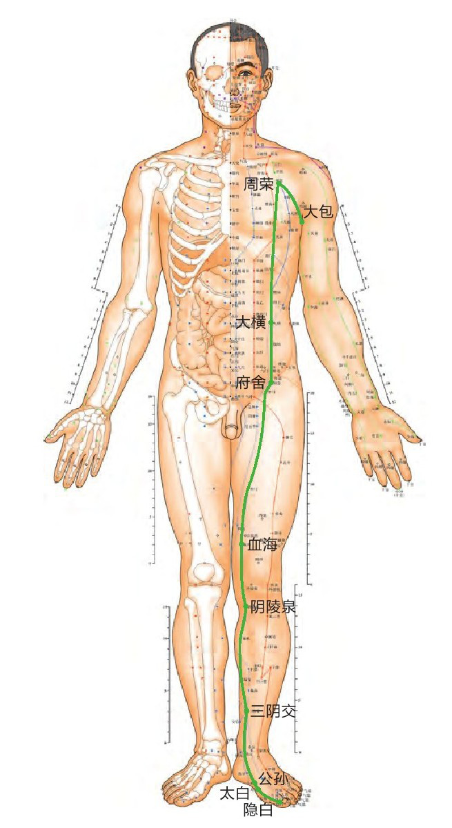 足太阴脾经位置图