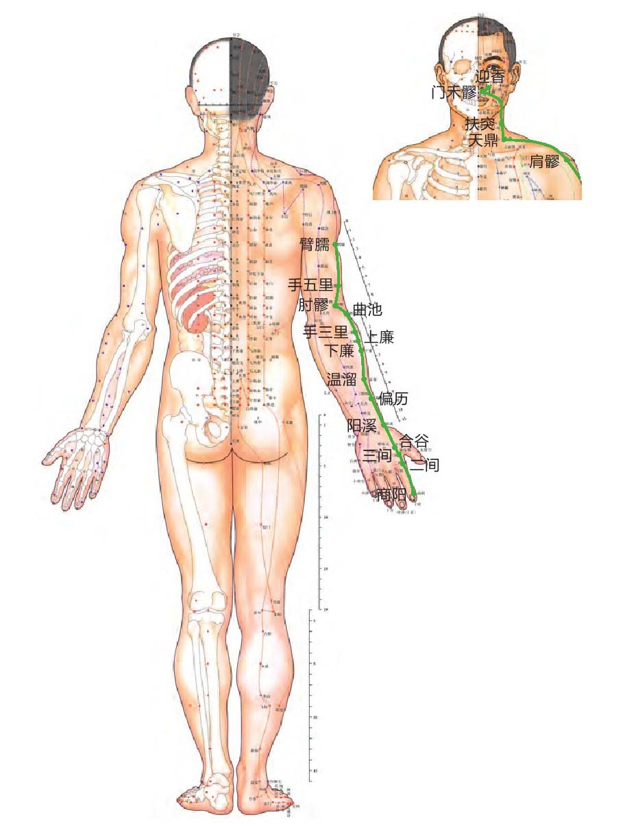 手阳明大肠经位置图
