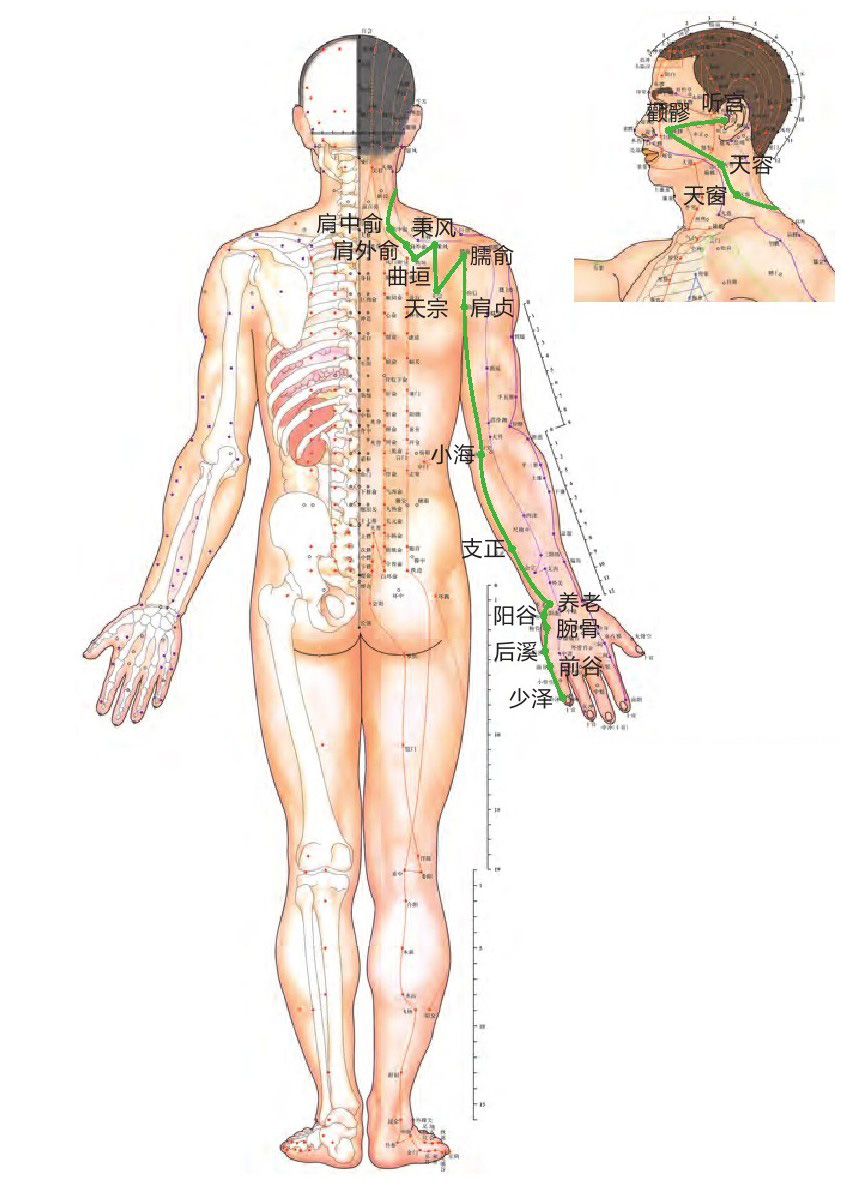 手太阳小肠经位置图