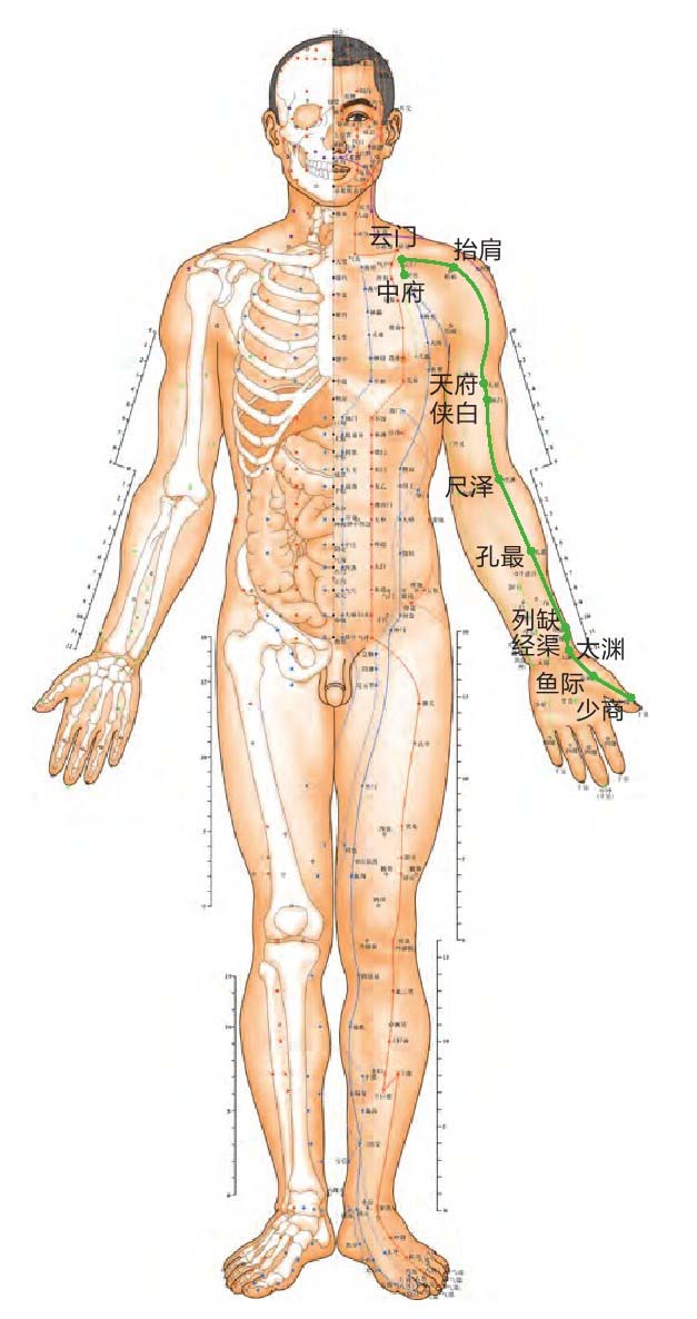 手太阴肺经位置图