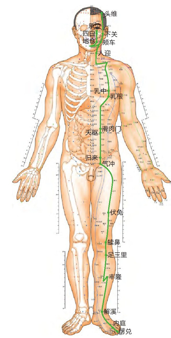 足阳明胃经位置图
