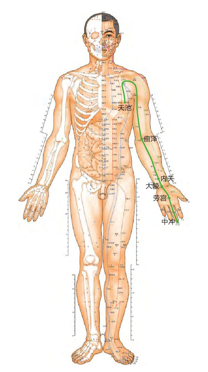 手厥阴心包经位置图